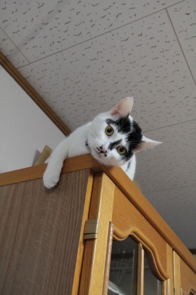 Cat pictures｜食器棚の上が大好き！