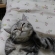 Cat pictures｜眠いの？気持ちいいの？