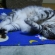 Cat pictures｜寝ながらのび～～～