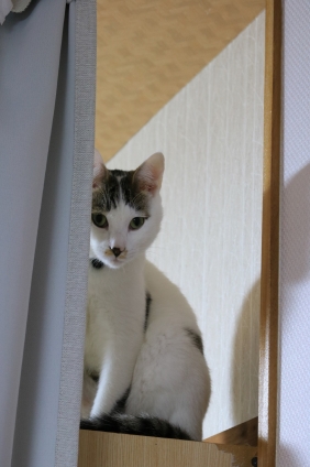 Cat pictures｜しんちゃんお気に入りの場所