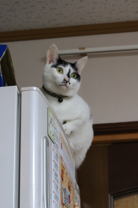 Cat pictures｜冷蔵庫のドアに座らないで～