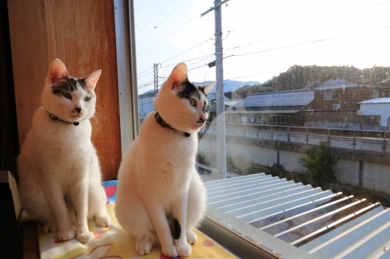Cat pictures｜夕陽を浴びるふたり