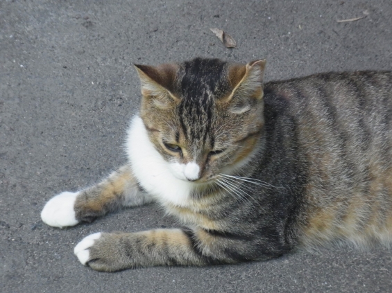 Cat pictures｜虎3