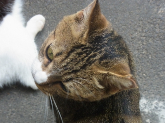 Cat pictures｜虎12