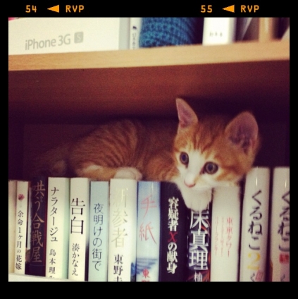 Cat pictures｜本棚に潜む姫