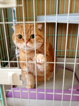 Cat pictures｜プリちゃん反省中。「早く出してくれー！」