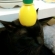 Cat pictures｜レモンのせ猫