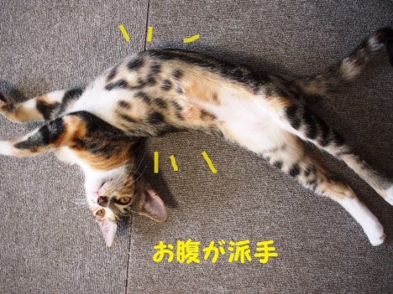 Cat pictures｜ごろーん