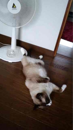 Cat pictures｜暑いです。
