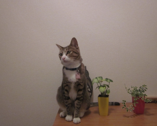 Cat pictures｜べっぴんさん