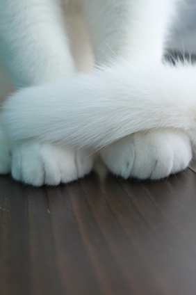 Cat pictures｜手と尻尾