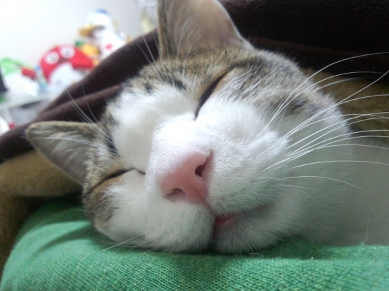 Cat pictures｜寝顔。