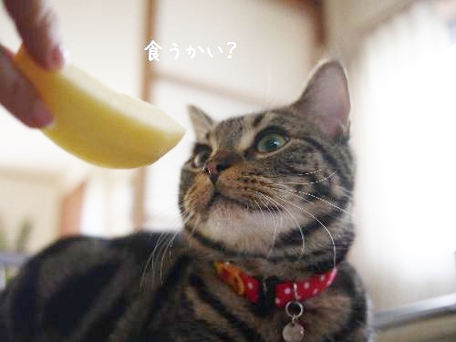 Cat pictures｜食うかい？