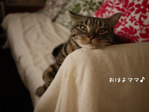 Cat pictures｜おはよママ♪