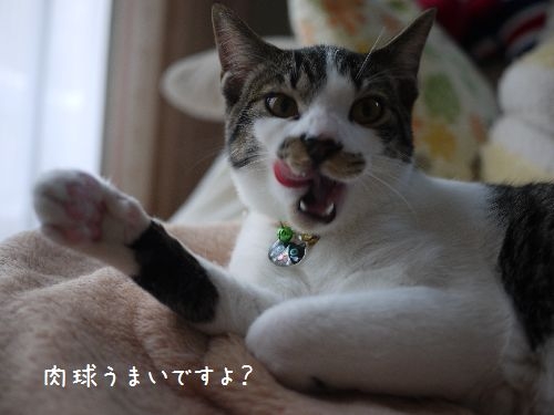 Cat pictures｜肉球うまいですよ？