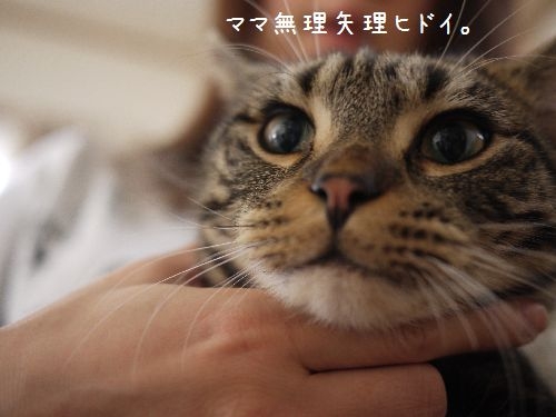 Cat pictures｜無理矢理ヒドイ。