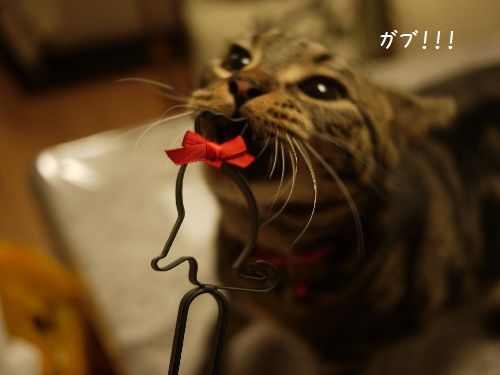 Cat pictures｜ブーツキーパーがぶりんちょ♪