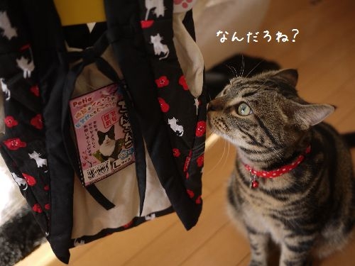 Cat pictures｜ちゃんちゃんこ☆