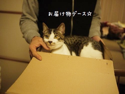 Cat pictures｜お届け物デース。