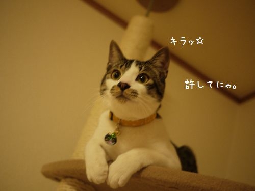 Cat pictures｜許してニャ！