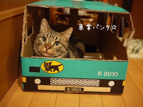 Cat pictures｜車掌なパンタ☆