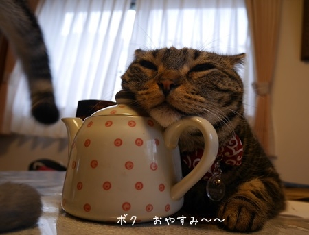 Cat pictures｜お茶でもいかが～