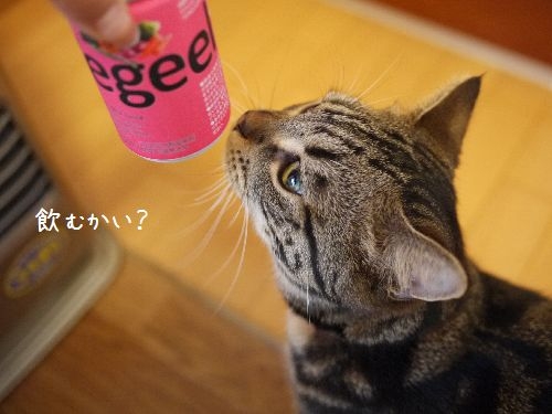 Cat pictures｜飲むかい？