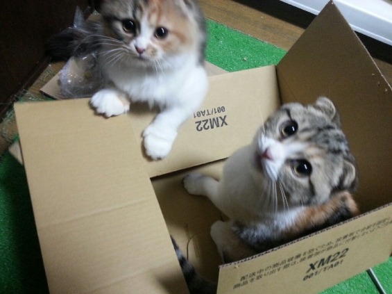 Cat pictures｜箱あそび♪