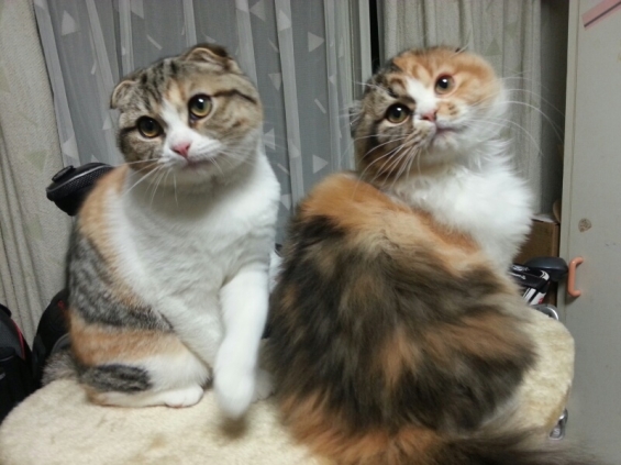 Cat pictures｜ツーショット♪