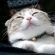 Cat pictures｜笑う猫!?