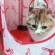 Cat pictures｜猫ハウスとった〜！
