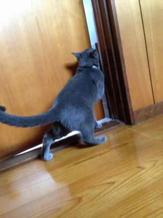 Cat pictures｜い〜れぇ〜てぇ〜！！！
