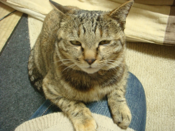 Cat pictures｜眠いのか？