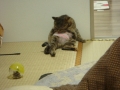 腹巻ねこ