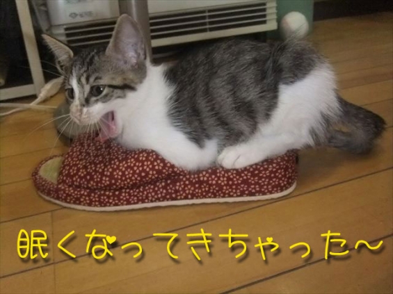 Cat pictures｜スリッパがベッド
