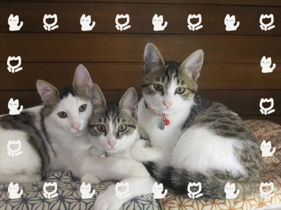 Cat pictures｜きりっと記念写真♪