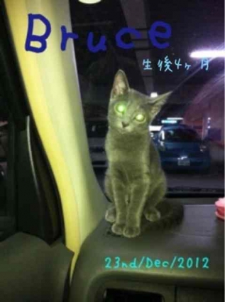 Cat pictures｜初車