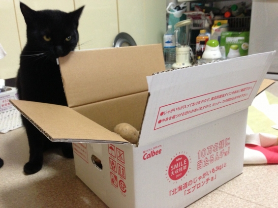 Cat pictures｜カルビーの懸賞に興味津々？