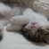 Cat pictures｜究極の寝顔
