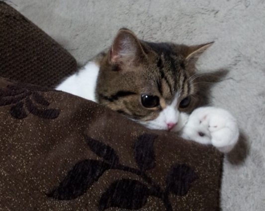 Cat pictures｜ちょっと、こっちきてニャン☆