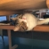 Cat pictures｜テーブルの下にイン！！