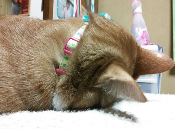 Cat pictures｜ごめん寝っ!!