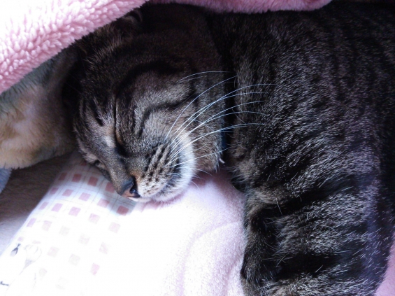 Cat pictures｜おやすみにゃさい。