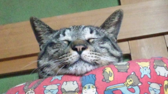 Cat pictures｜微笑みながら寝る。