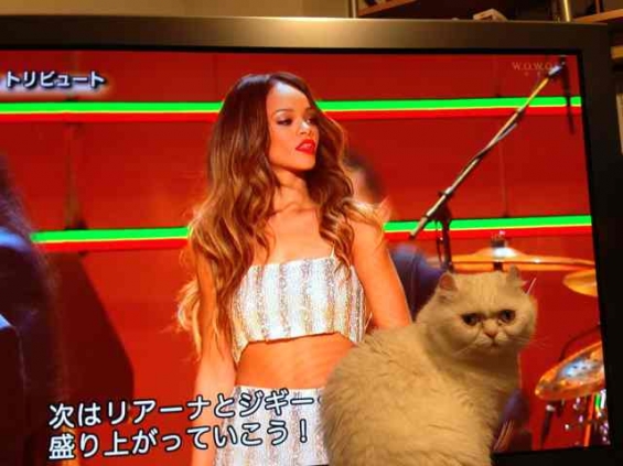 Cat pictures｜グラミー賞