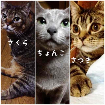 Cat pictures｜うちの子たち♡