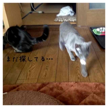 Cat pictures｜ねずみのおもちゃ