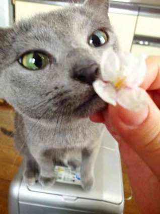 Cat pictures｜初めての桜。