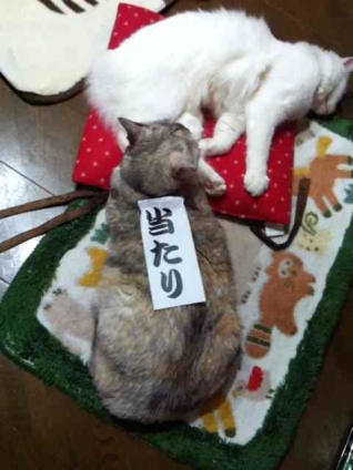 Cat pictures｜嬉しい(^-^)/