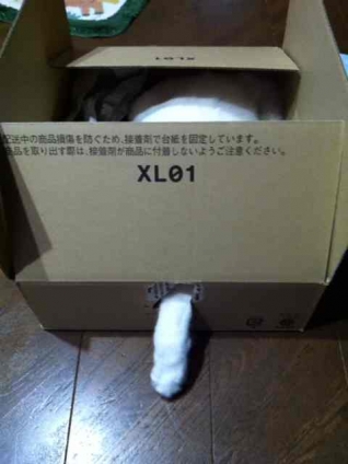 Cat pictures｜手！